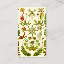 Ernst Haeckel-Leberblümchen Visitenkarte