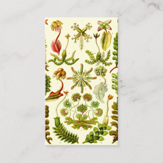 Ernst Haeckel-Leberblümchen Visitenkarte (Vorderseite)
