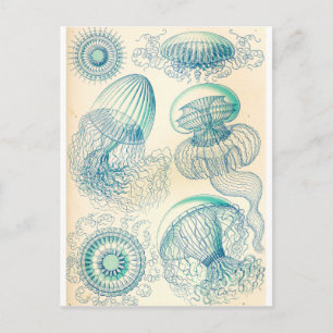 Ernst Haeckel   Leptomedusa   Thecathydroide Postkarte