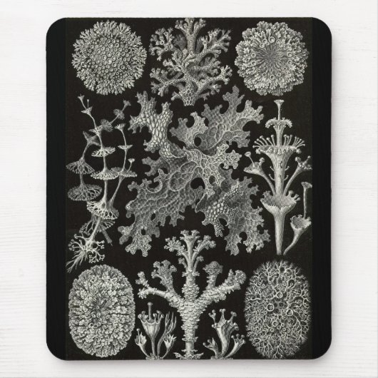 Ernst Haeckel - Lichenes Mousepad (Vorne)