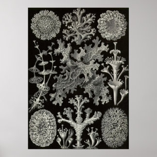 Ernst Haeckel - Lichenes Poster