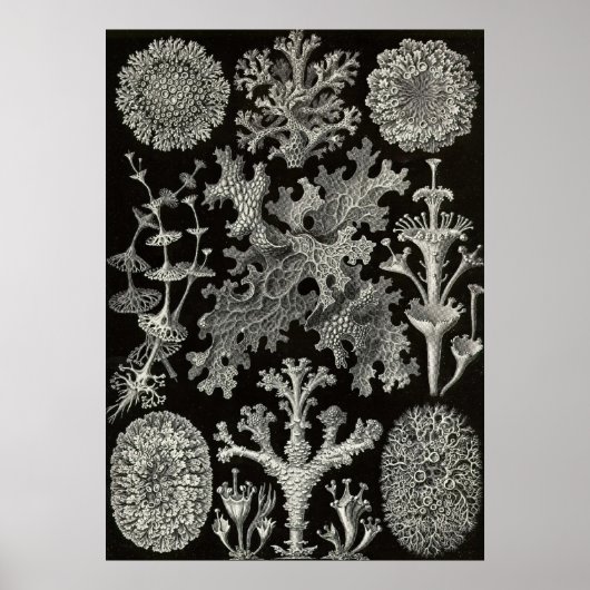 Ernst Haeckel - Lichenes Poster (Vorne)