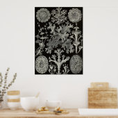 Ernst Haeckel - Lichenes Poster (Küche)
