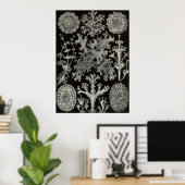 Ernst Haeckel - Lichenes Poster (Heimbüro)