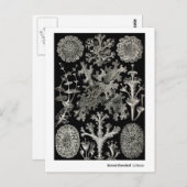 Ernst Haeckel Lichens Postkarte (Vorne/Hinten)