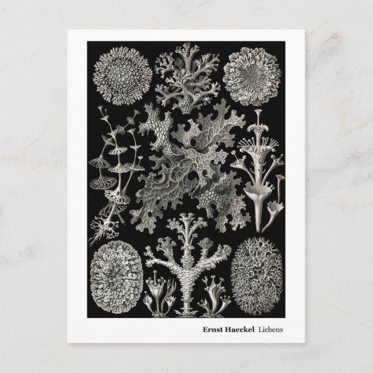 Ernst Haeckel Lichens Postkarte (Vorderseite)