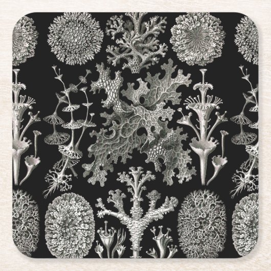 Ernst Haeckel Lichens Rechteckiger Pappuntersetzer (Vorderseite)