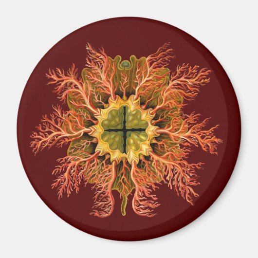 Ernst Haeckel Magnet (Vorne)
