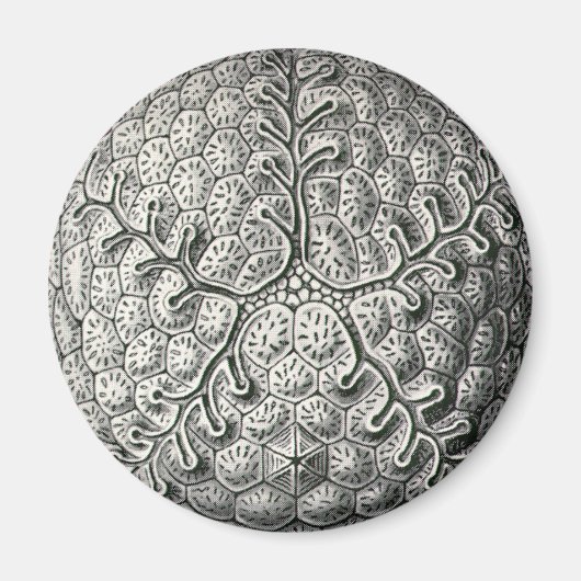 Ernst Haeckel Magnet (Vorne)