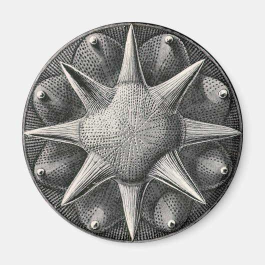 Ernst Haeckel Magnet (Vorne)