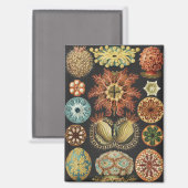Ernst Haeckel Maritime Meeresleben Kunst Collage Magnet (Vorderseite/Rückseite)