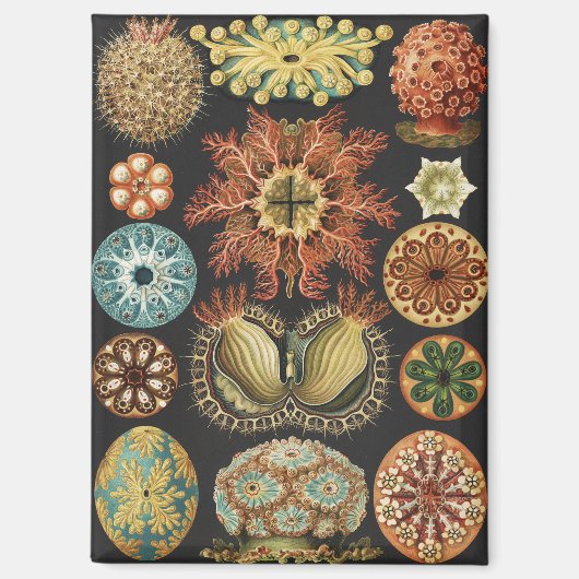 Ernst Haeckel Maritime Meeresleben Kunst Collage Magnet (Vorderseite)