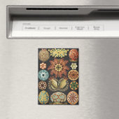 Ernst Haeckel Maritime Meeresleben Kunst Collage Magnet (In Situ (Geschirrspüler))