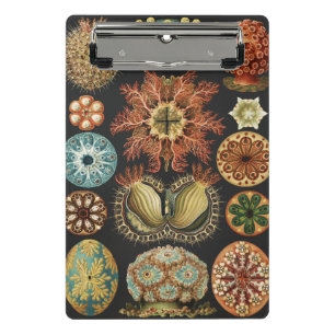 Ernst Haeckel Maritime Meeresleben Kunst Collage Mini Klemmbrett