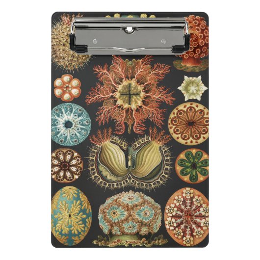 Ernst Haeckel Maritime Meeresleben Kunst Collage Mini Klemmbrett (Vorderseite)