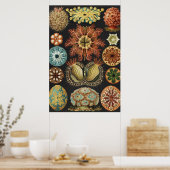 Ernst Haeckel Maritime Meeresleben Kunst Collage Poster (Küche)