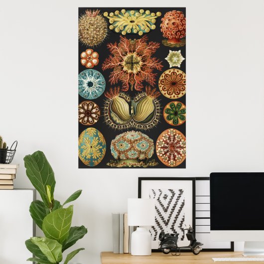 Ernst Haeckel Maritime Meeresleben Kunst Collage Poster (Heimbüro)
