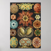 Ernst Haeckel Maritime Meeresleben Kunst Collage Poster (Vorne)