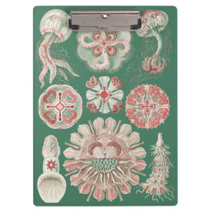 Ernst Haeckel Meer Leben Rosa Qualle Grün Poster Klemmbrett