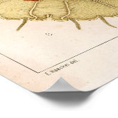 Ernst Haeckel Meereswelt Ocean Jellyfish Art Print Poster (Ecke)