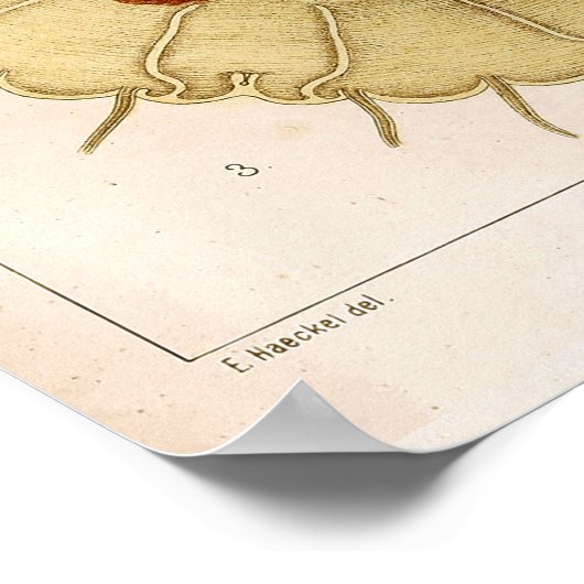 Ernst Haeckel Meereswelt Ocean Jellyfish Art Print Poster (Ecke)