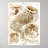Ernst Haeckel Meereswelt Ocean Jellyfish Art Print Poster (Vorne)