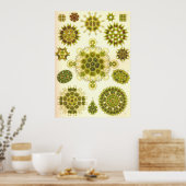 Ernst Haeckel - Melethallia Poster (Küche)