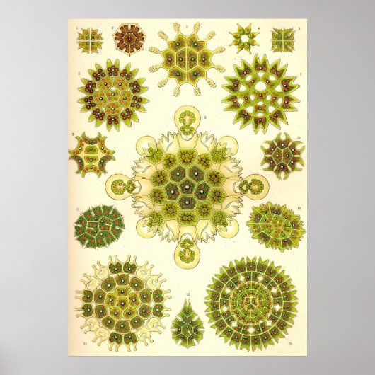 Ernst Haeckel - Melethallia Poster (Vorne)