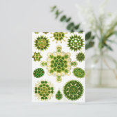 Ernst Haeckel Melethallia Postkarte (Stehend Vorderseite)