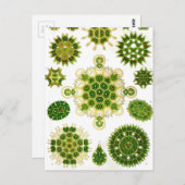 Ernst Haeckel Melethallia Postkarte (Vorne/Hinten)