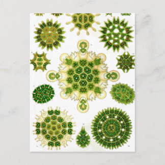 Ernst Haeckel Melethallia Postkarte