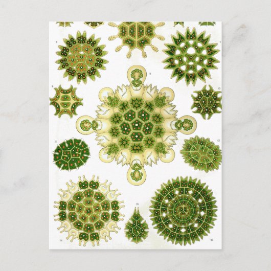 Ernst Haeckel Melethallia Postkarte (Vorderseite)