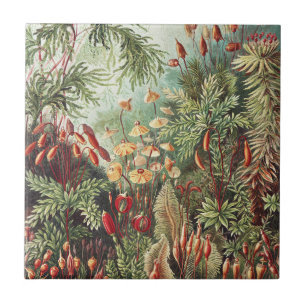 Ernst Haeckel Moos Naturdruck Dark Academia Fliese