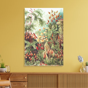 Ernst Haeckel Moos Naturdruck Dark Academia Leinwanddruck