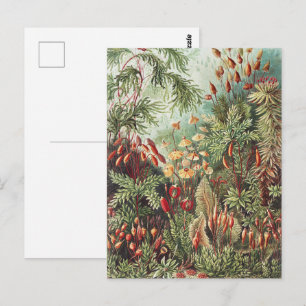 Ernst Haeckel Moos Naturdruck Dark Academia Postkarte