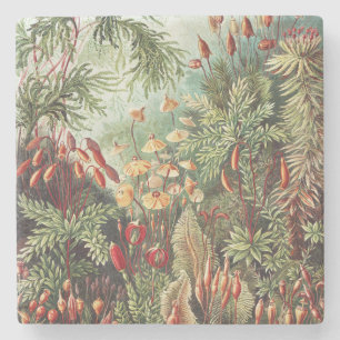 Ernst Haeckel Moos Naturdruck Dark Academia Steinuntersetzer