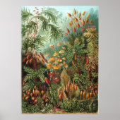 Ernst Haeckel Muscinae Poster (Vorne)