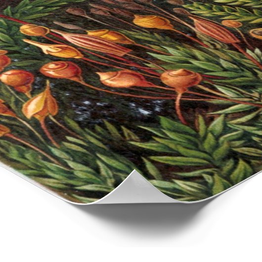 Ernst Haeckel - Muscinae Poster (Ecke)