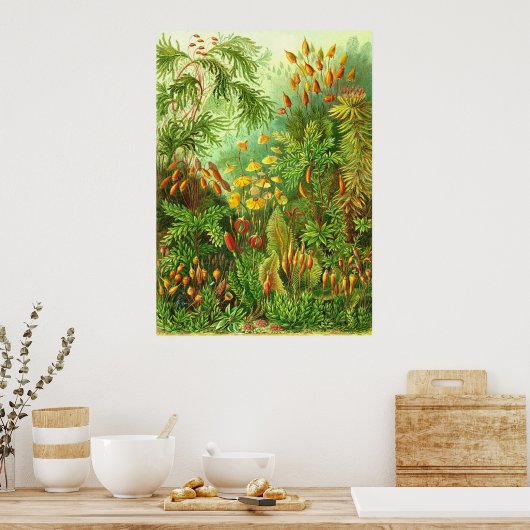 Ernst Haeckel - Muscinae Poster (Küche)