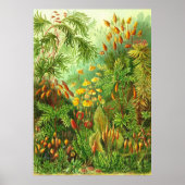 Ernst Haeckel - Muscinae Poster (Vorne)