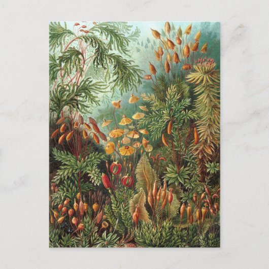 Ernst Haeckel - Muscinae Postkarte (Vorderseite)