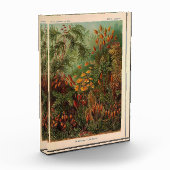 Ernst Haeckel Muscinae Vintage Illustration Fotoblock (Links)