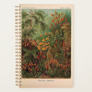 Ernst Haeckel Muscinae Vintage Illustration Planer