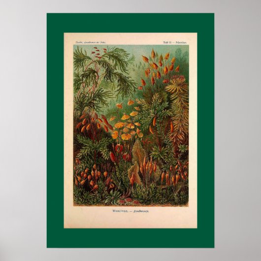 Ernst Haeckel Muscinae Vintage Illustration Poster (Vorne)