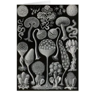 Ernst Haeckel - Mycetozoa