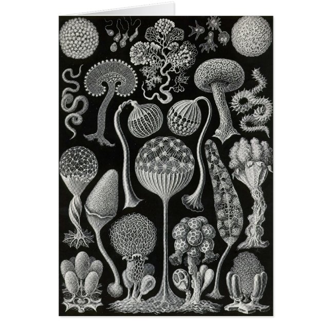 Ernst Haeckel - Mycetozoa (Vorne)
