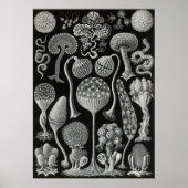 Ernst Haeckel - Mycetozoa Poster (Vorne)