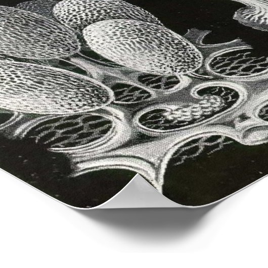 Ernst Haeckel - Mycetozoa Poster (Ecke)