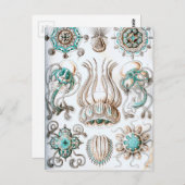 Ernst Haeckel Narcomedusae Qualle! Postkarte (Vorne/Hinten)