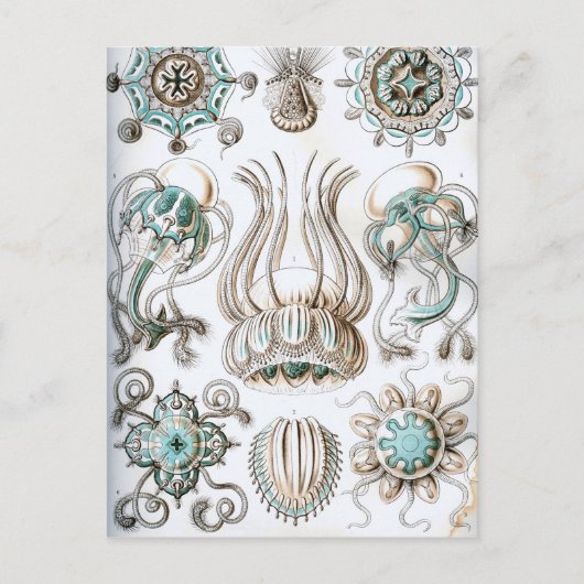 Ernst Haeckel Narcomedusae Qualle! Postkarte (Vorderseite)
